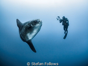 That moment when ... Southern Ocean Sunfish - Mola ramsay... by Stefan Follows 